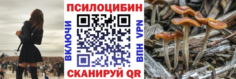 Псилоцибиновые грибы Cubensis  Ясногорск 